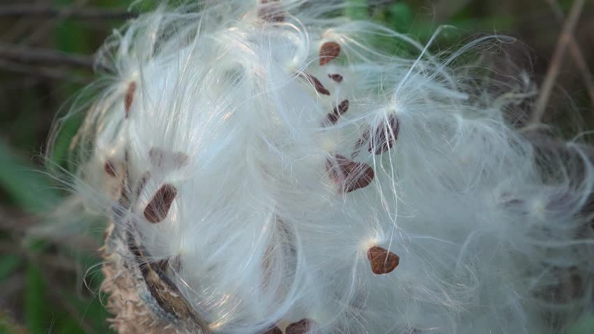 A macro of white fluffy seeds from a Milkweed plant gone to seed and blowing in the wind in a meadow during an autumn sunset.