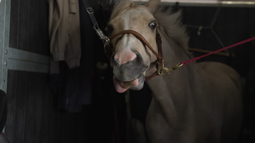 Slow motion close-up of a white horse opening its mouth as wind blows its lips and tongue, creating a funny expression. Playful equine moment inside a stable.