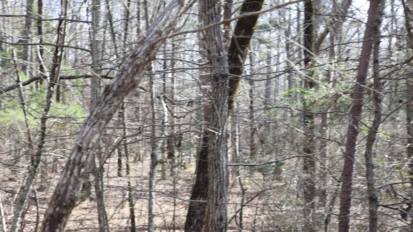 alabama forest in winter, dead trees