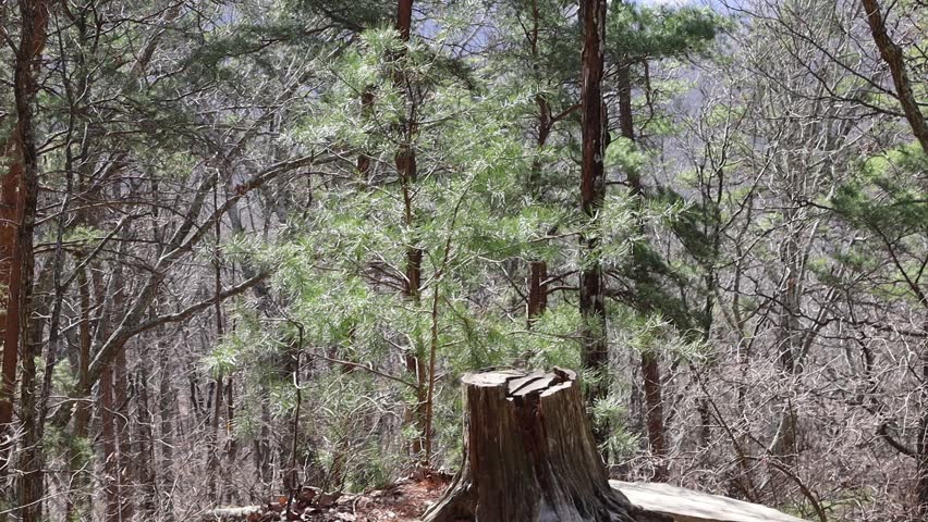shot of the woods in winter in alabama