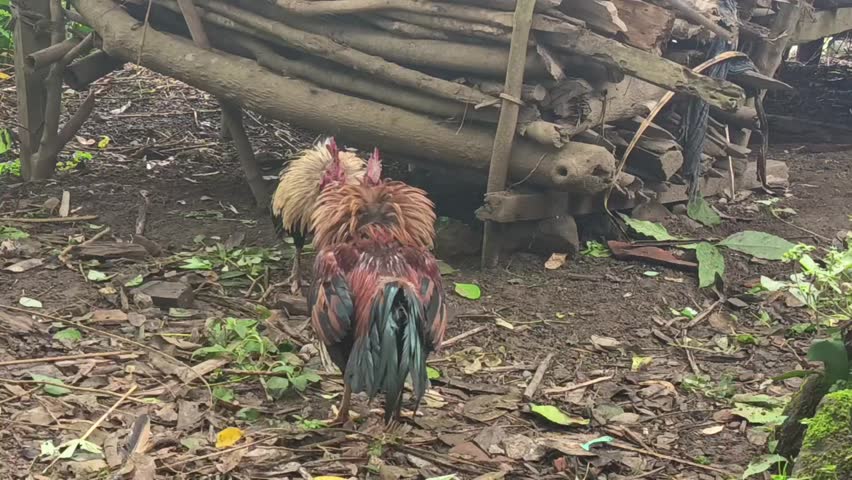Two roosters fighting aggressively in an outdoor rural setting. Natural animal behavior showing dominance, conflict, and instinct. Suitable for themes of wildlife, aggression, competition, and animal 