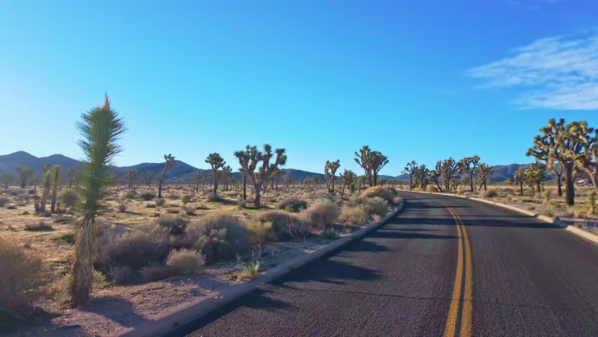 Scenic road drive through Joshua Tree National Park showcasing desert landscapes and iconic Joshua trees in California