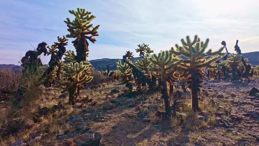 Dense fields of teddy bear cholla create a surreal desert landscape at Cholla Cactus Garden in Pinto Basin California