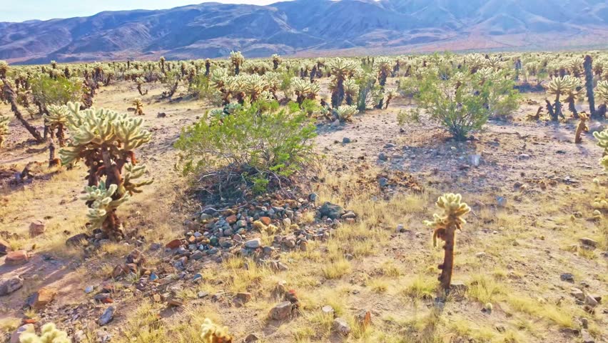Dense fields of teddy bear cholla create a surreal desert landscape at Cholla Cactus Garden in Pinto Basin California