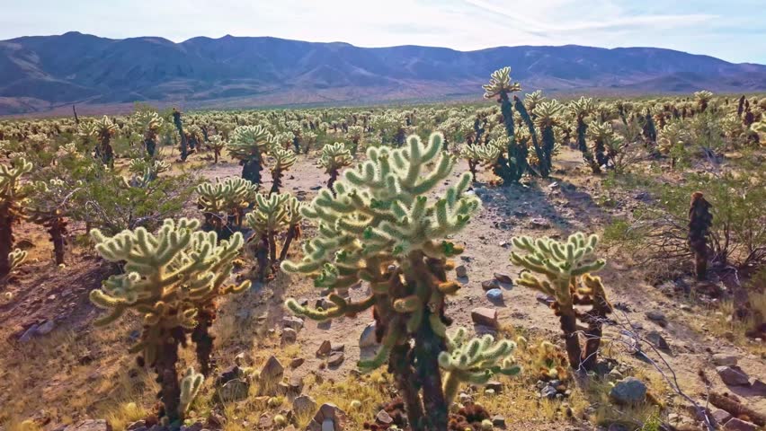 Dense fields of teddy bear cholla create a surreal desert landscape at Cholla Cactus Garden in Pinto Basin California