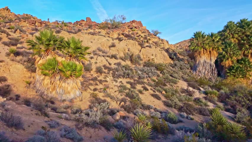 Beautiful palm oasis nestled along Mastodon Peak Trail within the desert landscape of Joshua Tree National Park California