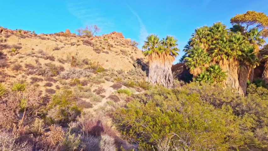 Beautiful palm oasis nestled along Mastodon Peak Trail within the desert landscape of Joshua Tree National Park California