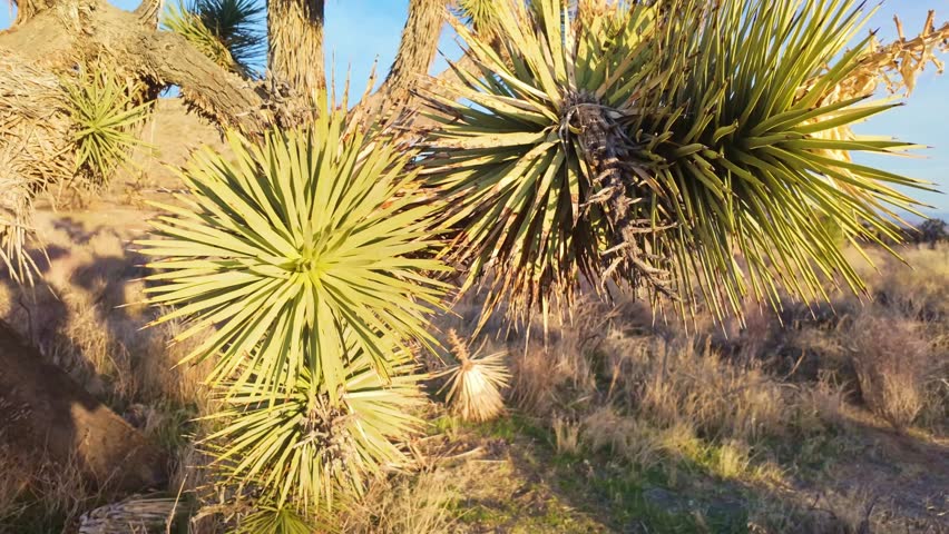 Scenic valley filled with Joshua Trees along Panorama Loop Trail in Joshua Tree National Park California