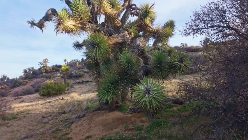 Scenic valley filled with Joshua Trees along Panorama Loop Trail in Joshua Tree National Park California