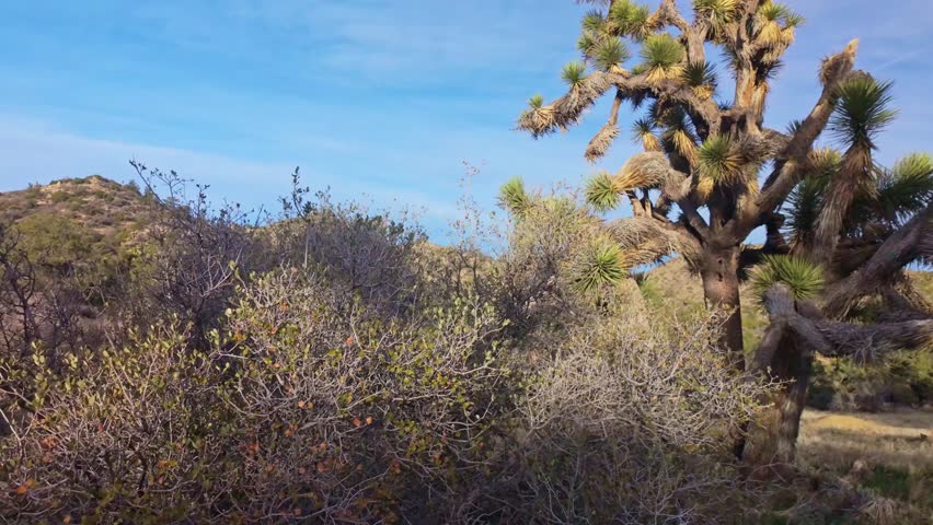 Scenic valley filled with Joshua Trees along Panorama Loop Trail in Joshua Tree National Park California