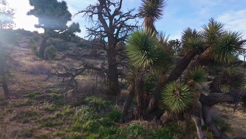 Scenic valley filled with Joshua Trees along Panorama Loop Trail in Joshua Tree National Park California