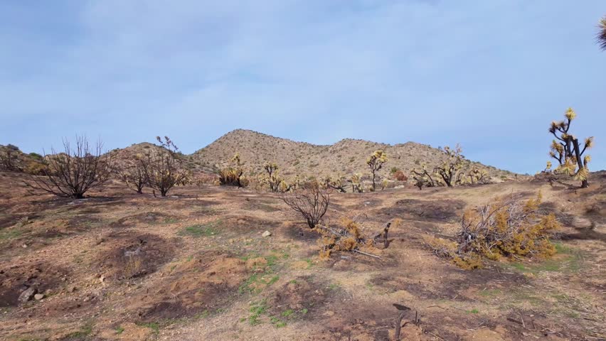 Scenic valley filled with Joshua Trees along Panorama Loop Trail in Joshua Tree National Park California