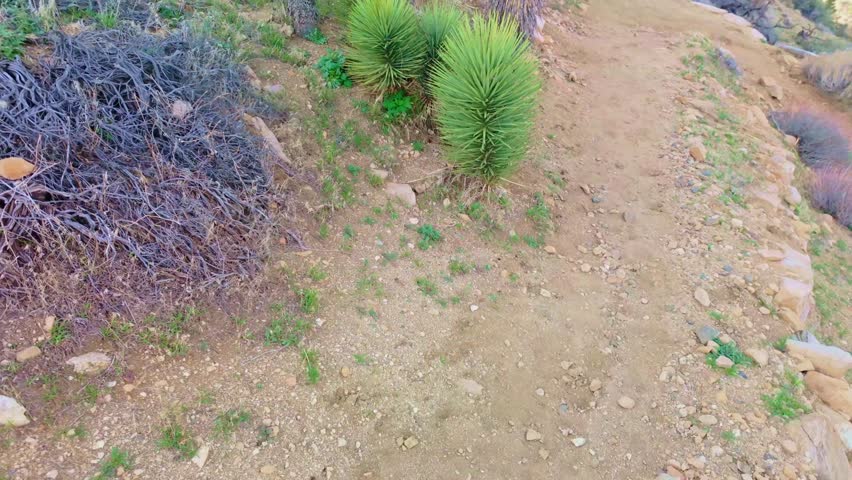 Scenic valley filled with Joshua Trees along Panorama Loop Trail in Joshua Tree National Park California