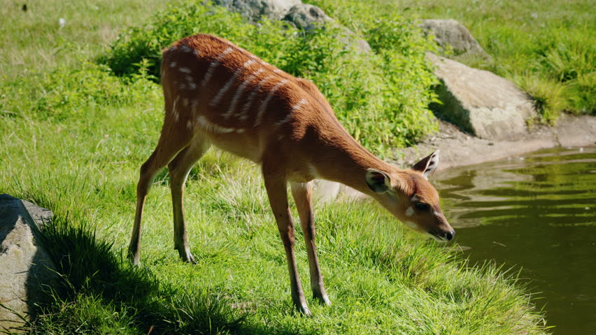 Sitatunga antelope standing on green grass near water, striped brown fur and alert posture in calm wetland environment under natural daylight. High quality 4k footage