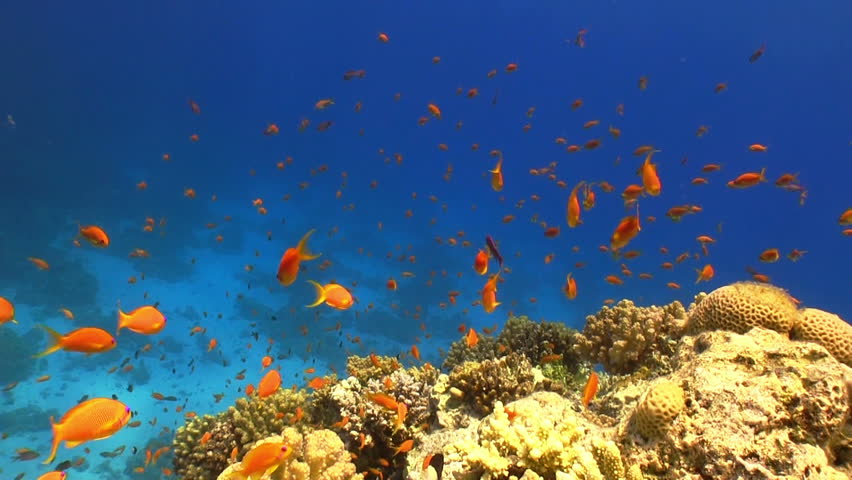 Colorful Fish on Vibrant Coral Reef, static scene, Red sea