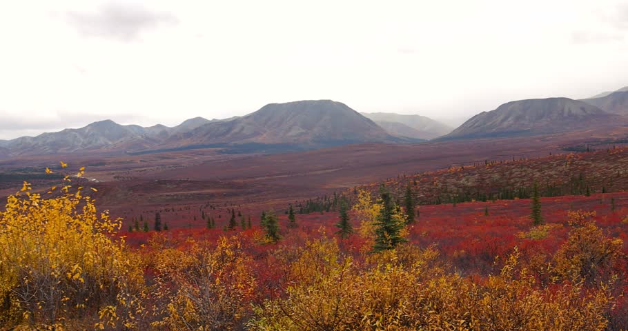 Scenic landscape of brilliant foliage on Tundra in Denali national park, Alaska with mist ,cloud and fog.