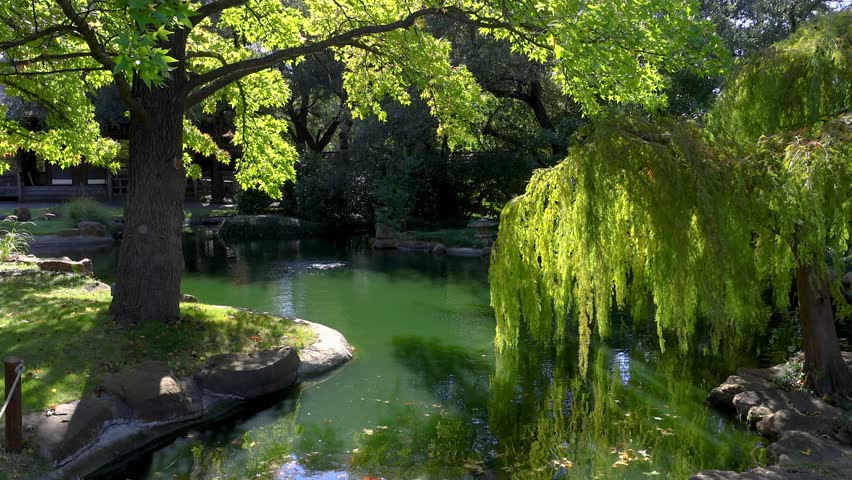 Lush green landscape of  pond and willow trees in Japanese garden with in Fort Worth botanical gardens, Texas