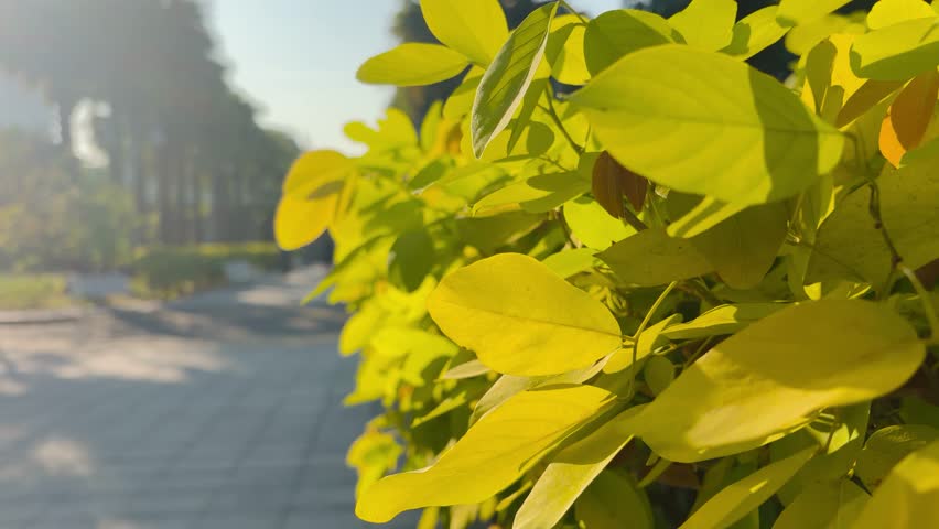 Green plant leaves in the wind