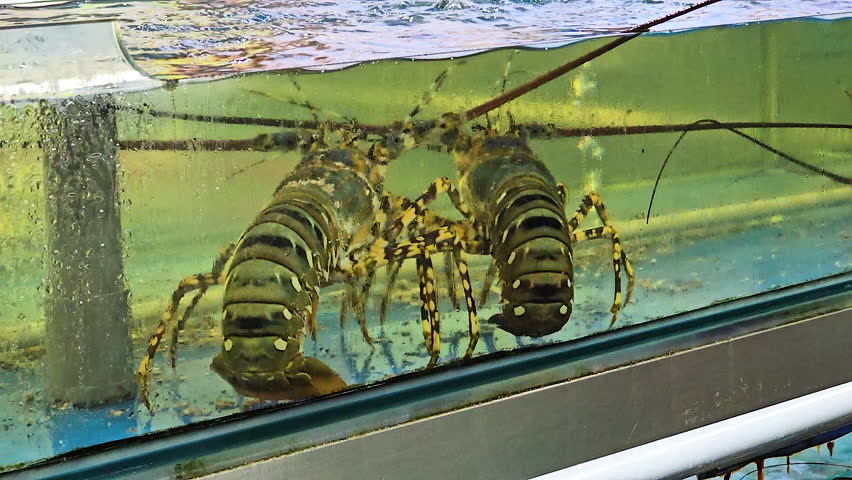 Live spiny lobsters in an aquarium tank at seafood restaurant or market in Da Nang, Vietnam, offering fresh crustacean delicacies for discerning customers
