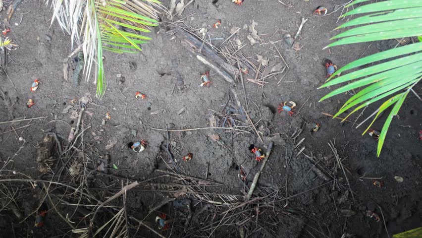 A vibrant group of land crabs scuttles across the forest floor amidst leaf litter and greenery in Manuel Antonio National Park, Costa Rica, showcasing the rich biodiversity of this tropical habitat.