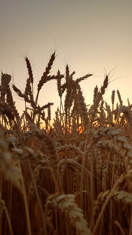 Silhouette of wheat ears on sky on sunset dawn. Spikes of ripe wheat close-up. Sunset dawn in wheat field. Sunrise sundown on field of growing ears of wheat on summer. Agricultural landscape Vertical