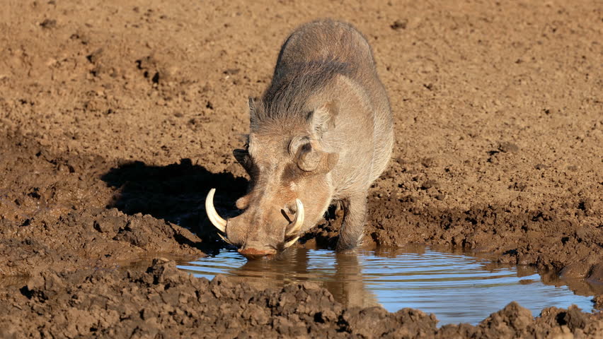 A warthog (Phacochoerus africanus) drinking at a muddy waterhole, Mokala National Park, South Africa