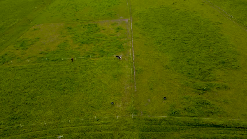 High downward view of two ponies grazing, freely roaming on wide empty green meadow pasture. Aerial drone flying over quiet rural farmland and open grassland. Small horses enjoying the calm summer day
