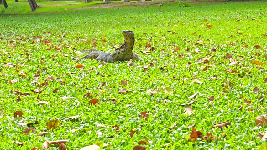 Asian Water Monitor lizards sitting on a summer green lawn and showing their forked tongue