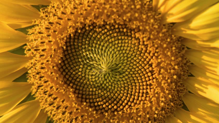 Macro close-up shot of a sunflower head in golden sunlight with detailed seed patterns