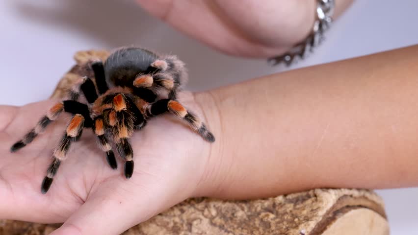 Close-up shot of a Mexican redknee tarantula moving slowly across a person