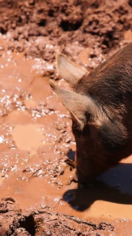 A detailed vertical view of a brown pig