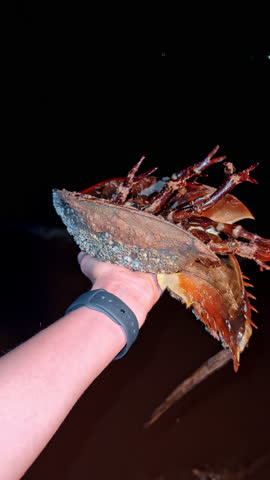 A person holds a large horseshoe crab with a rocky shell while standing on a beach at night. The ocean is visible in the background.