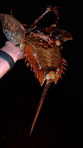 A person holds a large horseshoe crab in their hand at night. The scene is by the coast, showcasing marine life in its natural habitat.