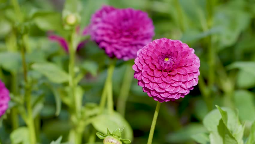Close-up of bright pink dahlias swaying gently amidst green foliage in a sunny garden.