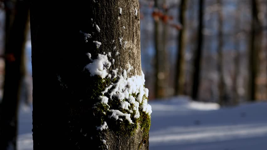 beatiful nature in winter 4k 25fps video