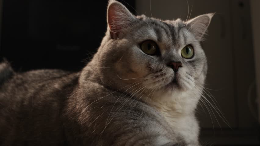 A majestic silver tabby cat with dense fur and bright, observant eyes gazes intently into the distance