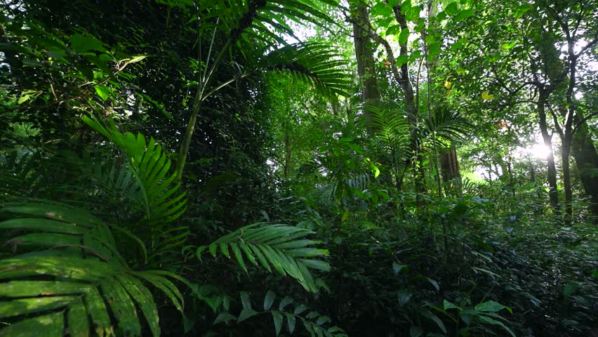 Tropical jungle with lush green foliage in natural light