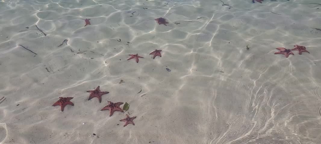 Starfish underwater in the clear blue sea.