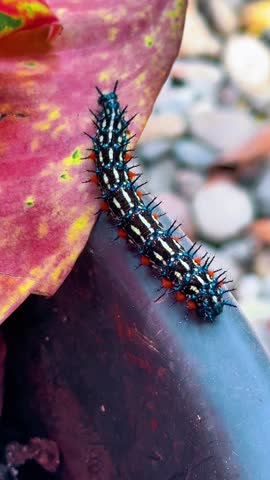 Beautiful creature, small tiny animal