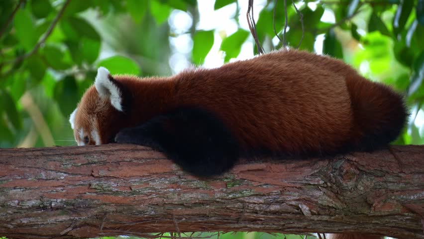 A sleepy red panda (Ailurus fulgens) resting on a tree branch, slowly falling asleep, close up shot.