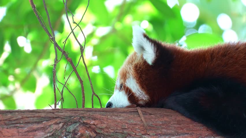 A red panda (Ailurus fulgens) resting on a tree branch, with its tongue slightly visible, close up shot.