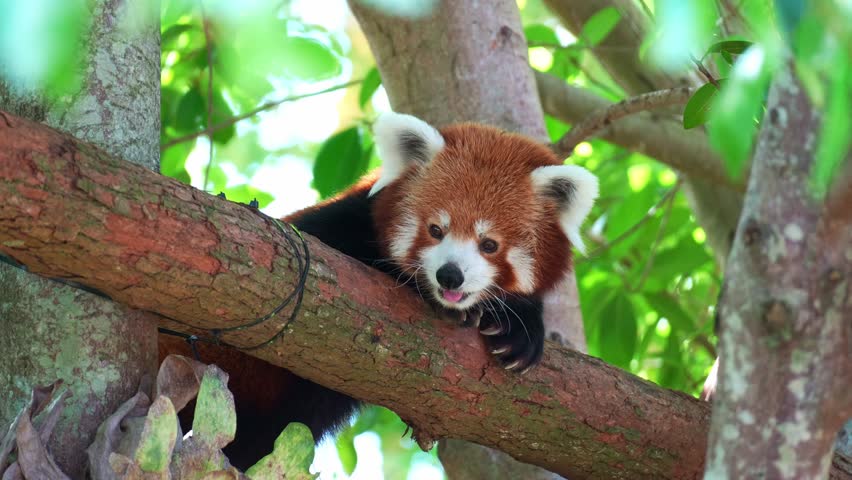 An adorable red panda (Ailurus fulgens) resting on a tree branch, with its tongue slightly out, close up shot.