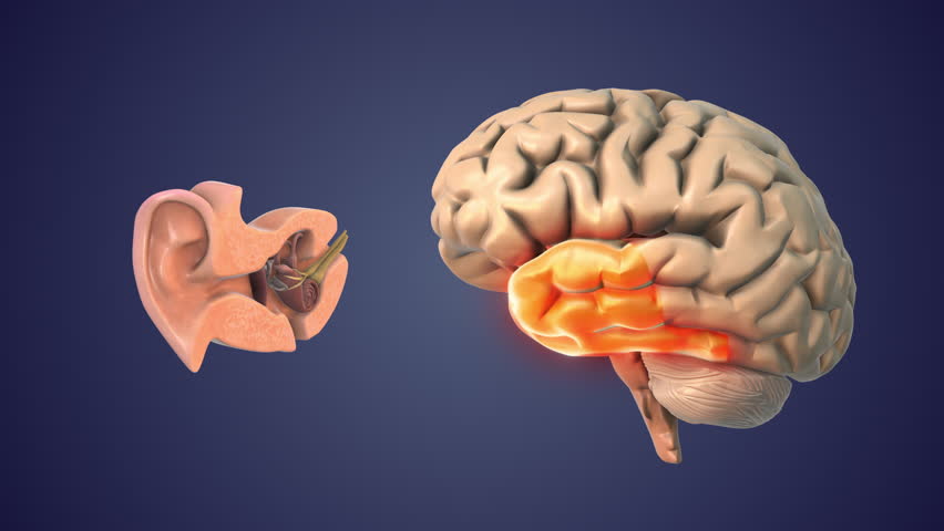 Brain Temporal Lobe Role in Hearing Processing