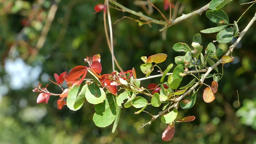 Red Wild Berries on Green Branches in Natural Forest, Fresh Nature Background.