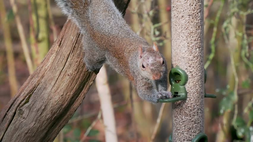 Grey Squirrel Feeding on a Bird Feeder