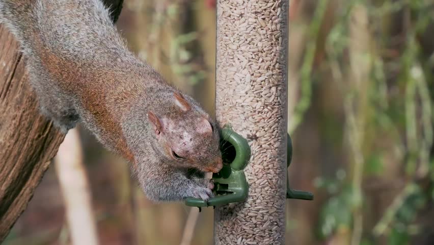 Grey Squirrel Feeding on a Bird Feeder