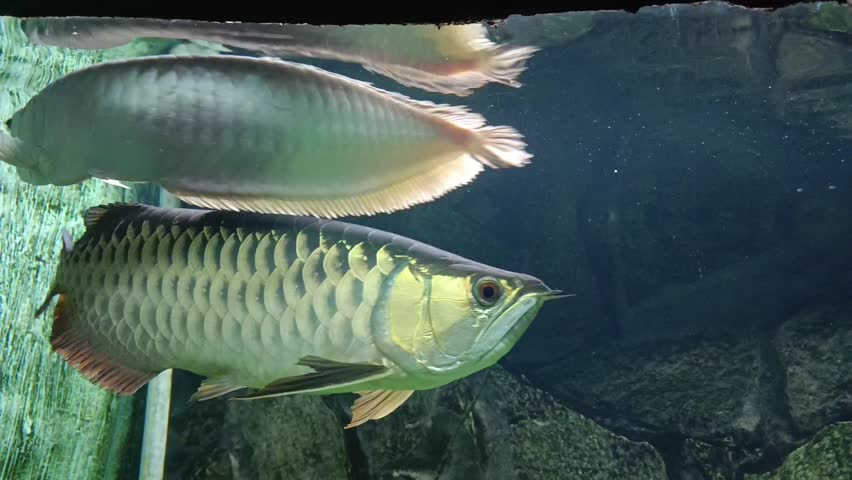 The Asian arowana, also known as the dragon fish, is a large, predatory freshwater fish native to Southeast Asia