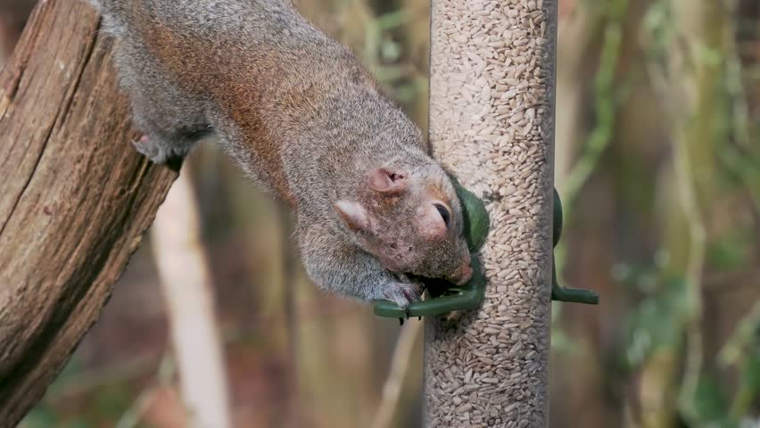 Grey Squirrel Feeding on a Bird Feeder