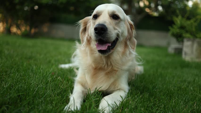 Golden retriever lying on grass in a sunny park during the afternoon, enjoying the outdoors and relaxing peacefully