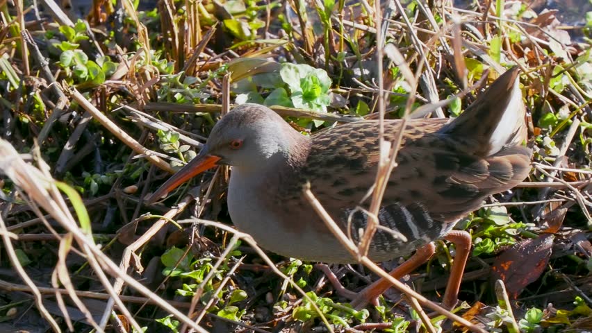 A Water Rail Feeding by a Frozen Pond